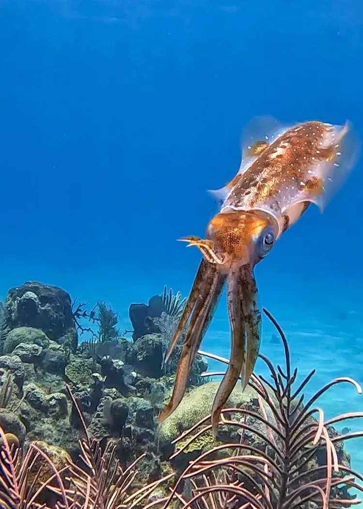 A squid hovering over a reef