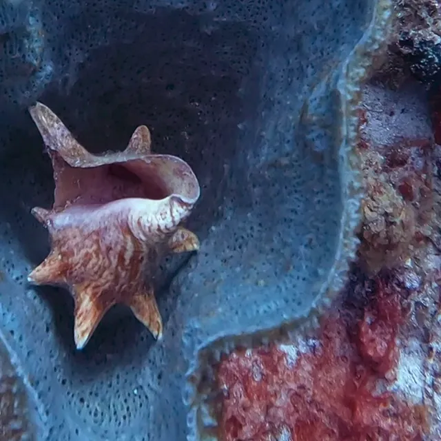 A conch shell resting inside a blue sponge