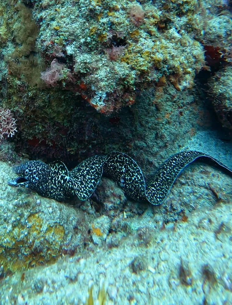 A spotted moray eel winding between rocks