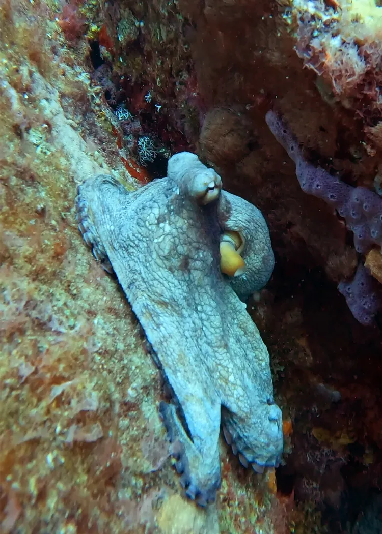 An octopus stretched across a reef wall