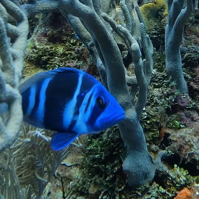A blue fish swimming between sea rods