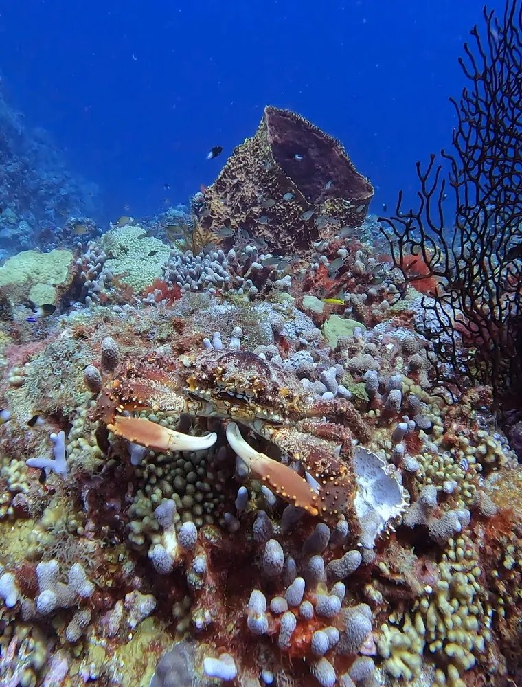 A crab on a coral reef under a sea fan