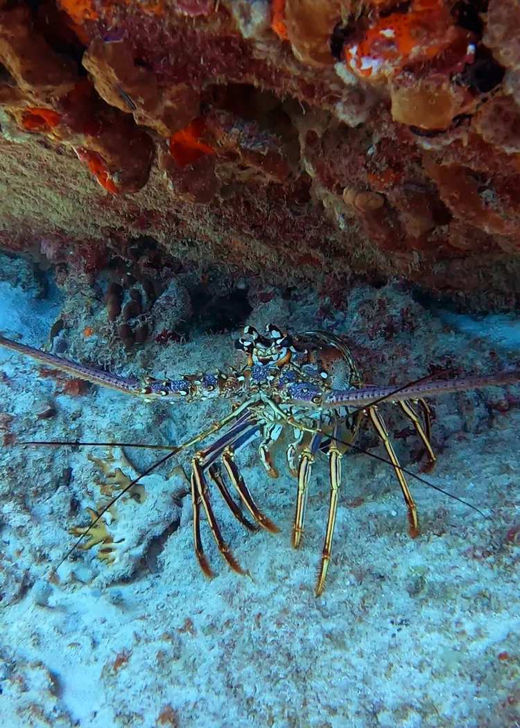 A spiny lobster tucked under a ledge