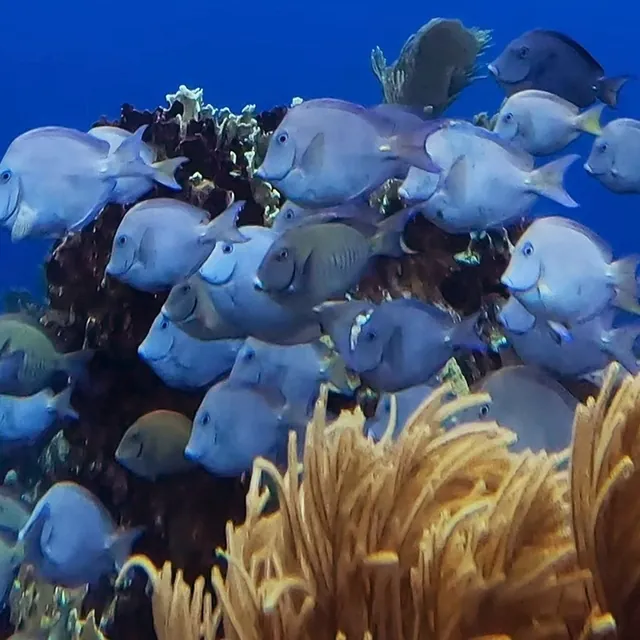 A school of blue tang over the reef