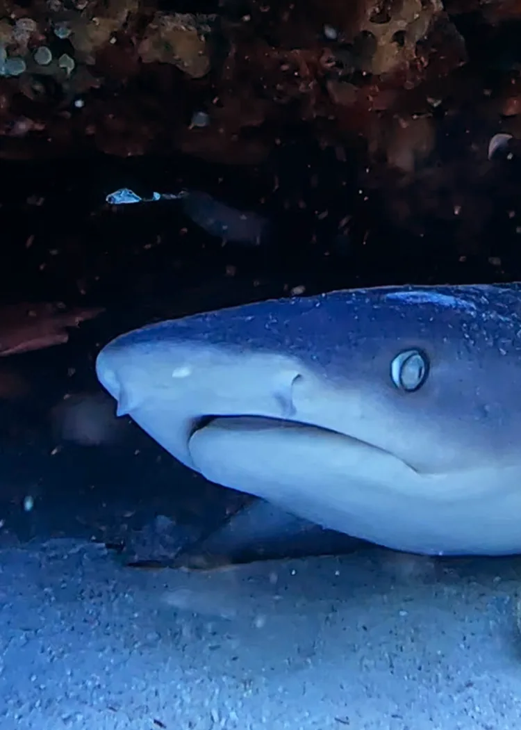 A whitetip reef shark resting under a ledge